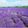 大型花海景觀建設 薰衣草 馬鞭草
