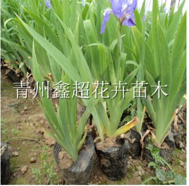 水生鳶尾 藍花鳶尾現貨供應 濕地綠化宿根花卉