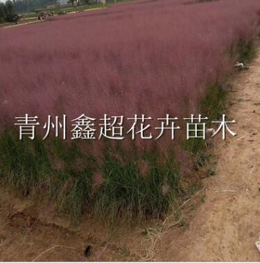 美麗粉黛亂子草 觀賞草批發(fā)供應(yīng) 多年生粉黛亂子草