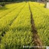 現貨直銷 金葉女貞小苗 綠化苗木 規格齊全 大型室內盆栽花卉