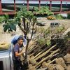紫薇 土球好 冠幅好 花 灌木 地被 球類 色塊類 草花類