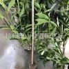 法國冬青 綠籬 庭院 籬笆墻 四季常青 樹形 飽滿 精致 蕭山 苗木