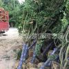 雞爪槭 灌木 喬木 道路行道樹 樹木 園林 苗圃 蕭山苗木