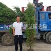 塔柏 檜柏 品種 規格 齊全 造型好 精品苗 苗圃