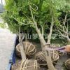 雞爪槭  規格 品種 齊全 喬木 灌木 精品苗 蕭山苗圃銷