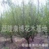 基地批發紅花重瓣榆葉梅苗、叢生榆葉梅、榆葉梅價格、榆葉梅圖片