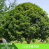 廠家批發(fā)桂花樹 15桂花樹樹苗 園林景觀 濕地綠化 樹苗熱賣推薦