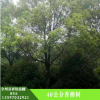廠家批發(fā)香樟樹苗 香樟樹樹苗專供 護(hù)坡綠化 濕地綠化香樟樹