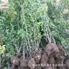 1.5米以上北海道黃楊 直銷 質(zhì)優(yōu)價廉 價格合理 直銷大葉黃楊