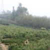 華山松移栽種植需要事項 榕澤合作社專業(yè)供應(yīng)華山松價格實惠