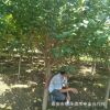 常年供應工程綠化苗 櫻花小苗 3-5年櫻花樹土球發貨 吊車裝車