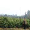 華山松移栽種植注意事項 華山松價格合理 泰安華山松基地大量銷售