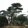 山東基地供應美觀造型松 泰山景松 迎客松樹移栽種植 價格優質