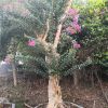 自產自銷 大量批發紫薇樹樁 造型紫薇 日本原生紅花紫薇