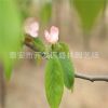 基地直銷優質 木瓜樹 規格齊全 貨源充足 量大優惠
