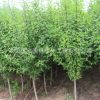 基地直銷木槿 平條 叢生木槿 庭院綠化 工程綠化 量大優惠易成活