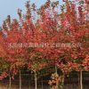 供應優質紅楓樹 美國紅楓 嫁接紅楓小苗 規格齊全 價格優惠