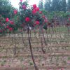 庭院園林觀賞月季花 樹狀月季 高桿月季單桿月季 當年開花易成活