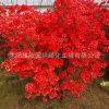 映山紅批發毛娟 杜鵑花苗 滿山紅庭院別墅綠化盆栽映山紅花苗