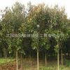玉蘭苗批發廣玉蘭樹苗庭院觀賞花卉植物園林綠化苗木白玉蘭花卉
