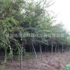 常年供應 紅櫸樹批發 工程綠化 凈化空氣 量大價格優惠 基地直銷