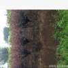基地?zé)徜N優(yōu)質(zhì)紫葉榆葉梅 高桿紅葉榆葉梅 各種規(guī)格 量大從優(yōu)