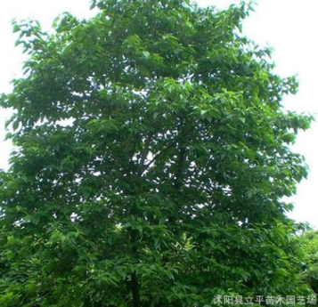基地大量熱銷優(yōu)質(zhì)喜樹苗 喜樹樹苗各種規(guī)格 量大從優(yōu)