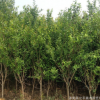 大量供應(yīng)石榴花石榴苗各種規(guī)格齊全 量大優(yōu)惠