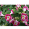 山東青州四季草花供應基地夏堇批發價格