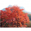 供應(yīng)山東黃櫨價(jià)格圖黃櫨供應(yīng)商批發(fā)