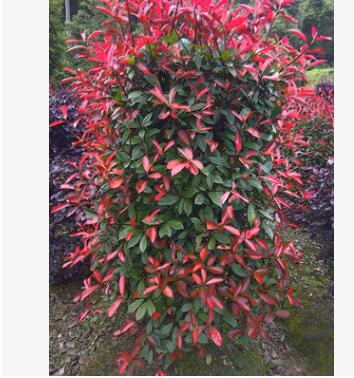 直供紅葉石楠柱高1-1.5米紅葉石楠柱園林綠化景點灌木批發