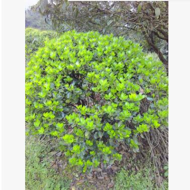 基地?zé)徜N四季青冬青大葉黃楊金邊四季青工程綠化灌木批發(fā)