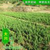 基地供應龍柏 小龍柏 嫁接龍柏 園林綠化 看圃起貨