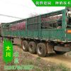 行道綠化龍柱碧桃 基地批發 樹形好 品質高 園林工程龍柱碧桃