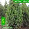 優質蜀檜 看圃起貨量大價優 高成活蜀檜 園林綠化