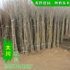 園林綠化速生白蠟 行道樹 風景樹 規格齊全 基地直銷白蠟