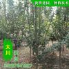 行道用樹西府海棠 基地直銷優質綠化樹 西府海棠價格