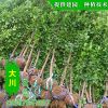 基地供應北海道黃楊 看圃起貨 日本北海道黃楊 高成活