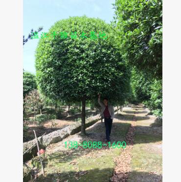 桂花樹 溫江精品桂花 成都高檔精品桂花
