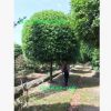 桂花樹 溫江精品桂花 成都高檔精品桂花