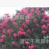 紅花紫薇 紫薇花瓶 溫江紫薇 高桿紫薇