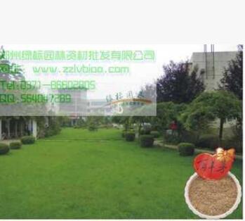 供應(yīng)草坪草種高羊茅質(zhì)優(yōu)價(jià)廉牙率高