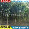 批發(fā)大葉女貞樹(shù) 高桿大葉女貞 行道樹(shù)工程綠化