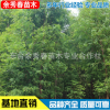 專(zhuān)業(yè)供應(yīng)水杉樹(shù)苗 行道樹(shù)水杉 風(fēng)景美化工程綠化水杉批發(fā)