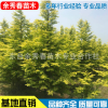 金葉水杉 小區(qū) 公園 園林綠化植物 工程綠化大喬木濕地彩化苗
