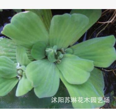 綠化水生植物水芙蓉再力花水竹水葫蘆一棵凈化水質