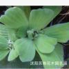 綠化水生植物水芙蓉再力花水竹水葫蘆一棵凈化水質