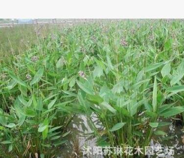 批發水生植物 再力花 再力花苗 水竹芋苗 水體綠化 濕地綠化