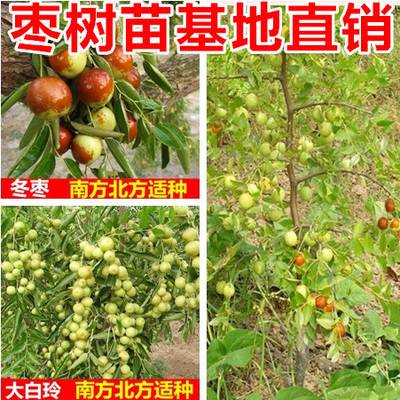 果樹(shù)苗嫁接棗樹(shù)苗棗樹(shù)大苗沾化冬棗樹(shù)苗盆栽地栽當(dāng)年結(jié)果