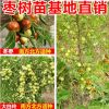 果樹(shù)苗嫁接棗樹(shù)苗棗樹(shù)大苗沾化冬棗樹(shù)苗盆栽地栽當(dāng)年結(jié)果